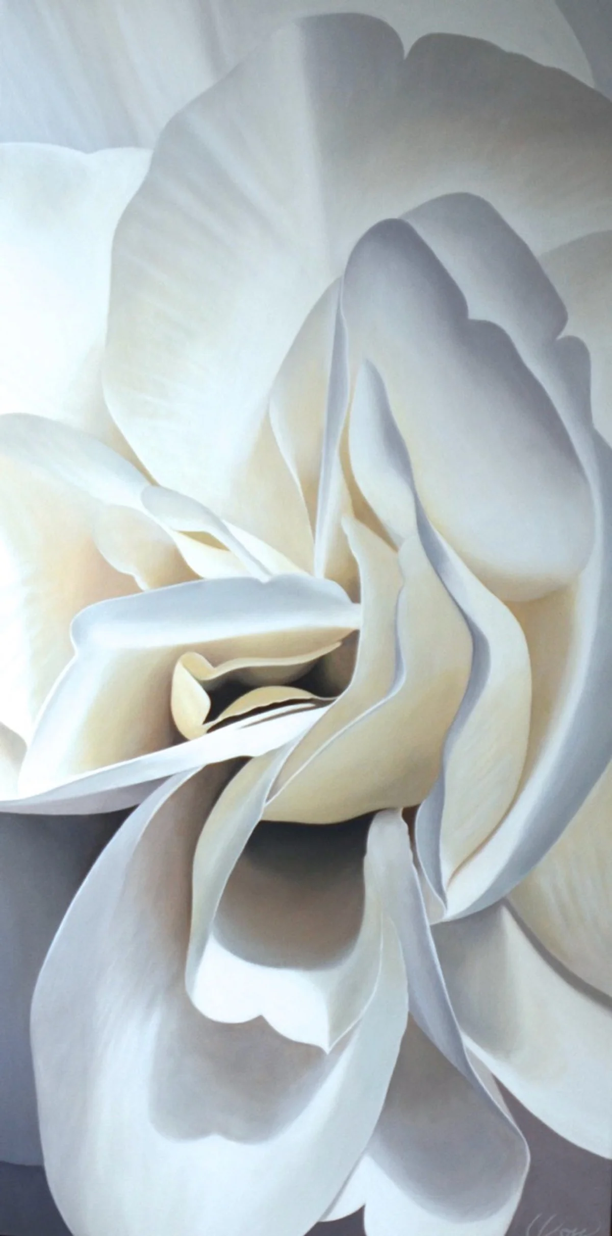 Begonia 22 — original begonia painting in acrylic on canvas by Canadian artist Laurie Koss