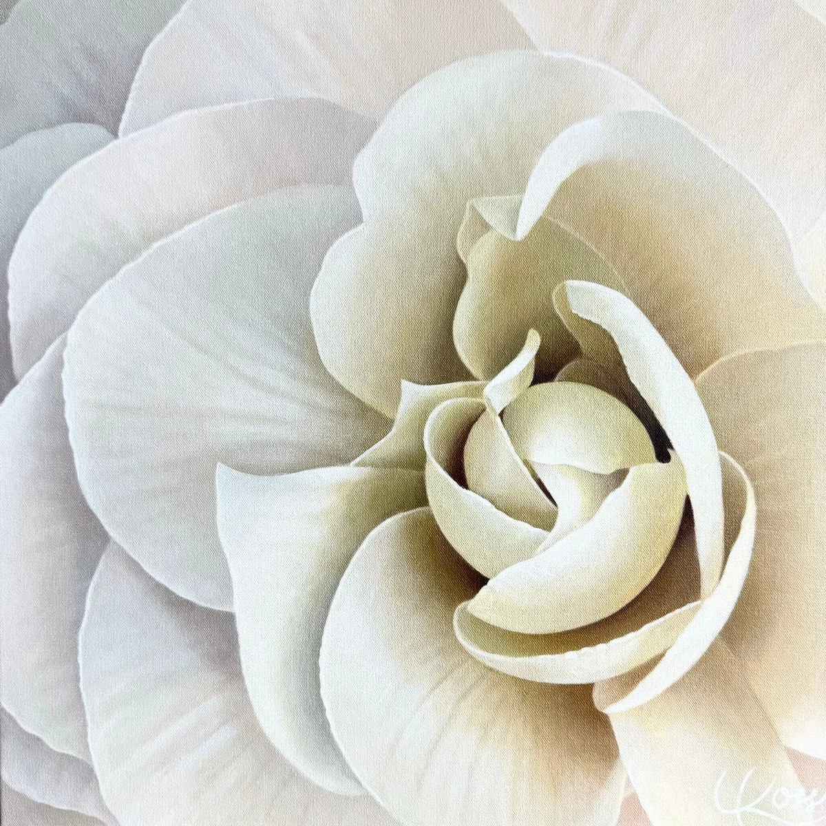 Begonia 36 — original begonia painting in acrylic on canvas by Canadian artist Laurie Koss