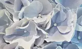 Hydrangea 3 — original hydrangea painting in acrylic on canvas by Canadian artist Laurie Koss (Painting)